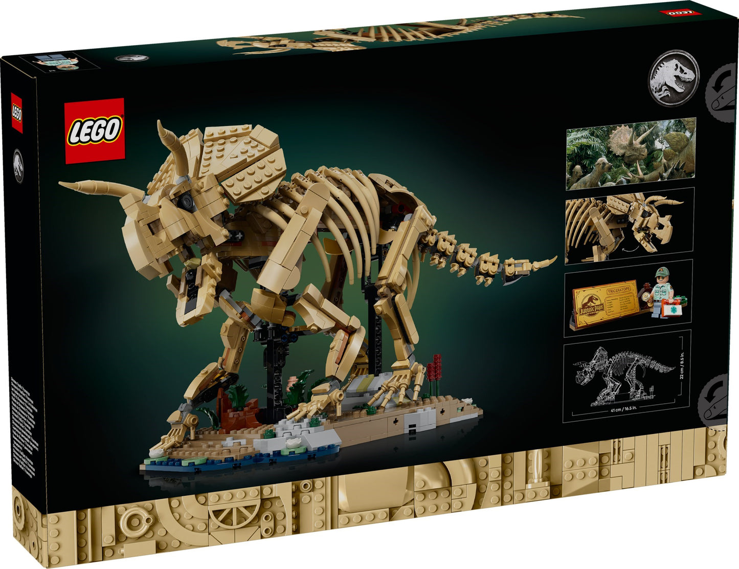 77985 Dinosaurier-Fossilien: Triceratops